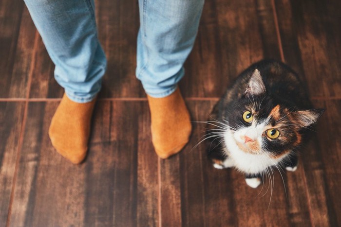 人の足元にいる三毛猫