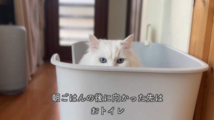 テロップ「朝ごはんの後に~」