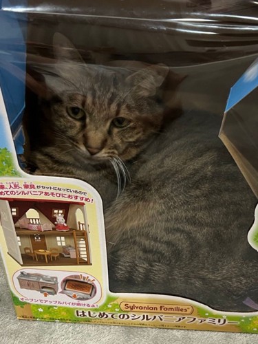 おもちゃの箱の小窓から覗く猫の顔