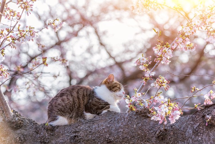 桜とキジシロ猫