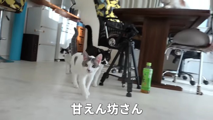 歩いてくる子猫