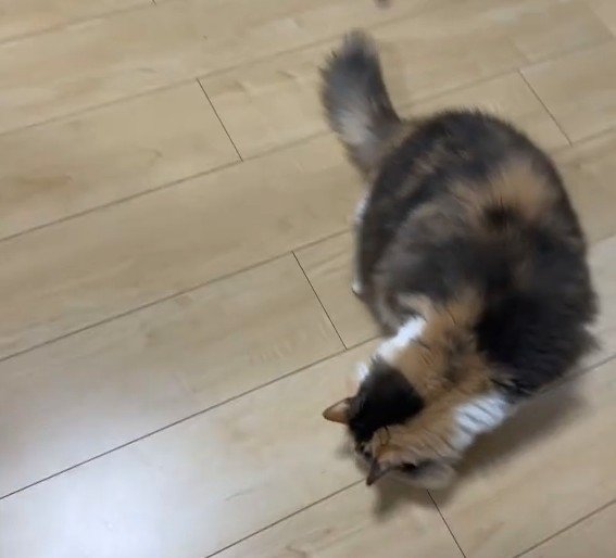 床をチェックする猫