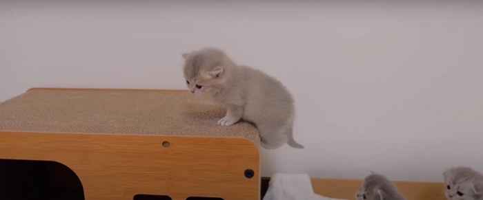 爪とぎの上にいる子猫%%登れたよ