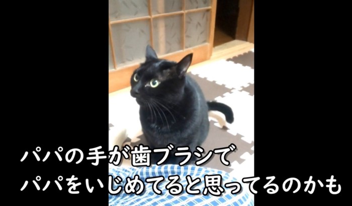 おこる猫