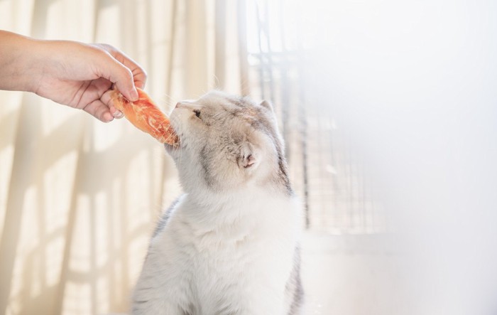 おやつを食べる猫