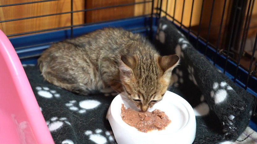 ご飯を食べる子猫