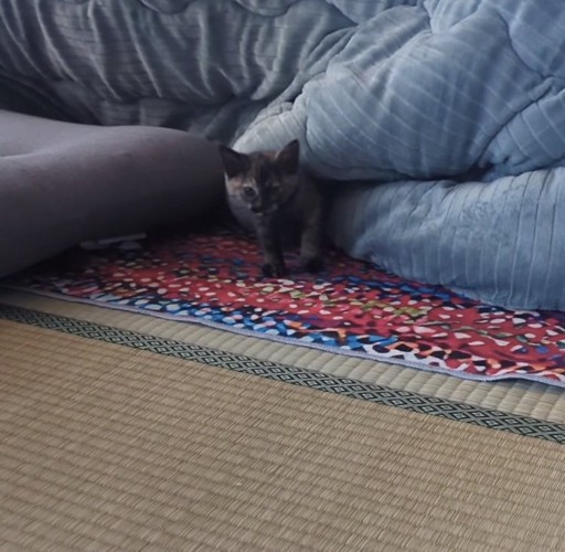 こたつから出てくる子猫