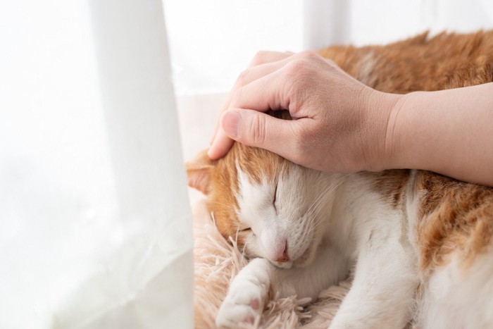 窓辺で撫でられる猫