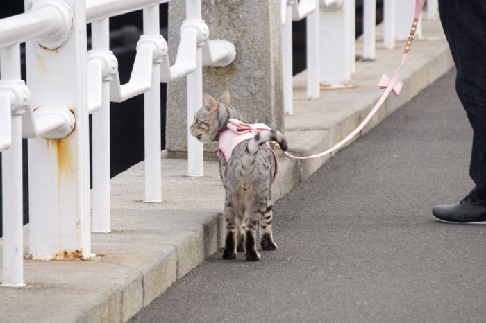 リボンのハーネスを付けて散歩する猫