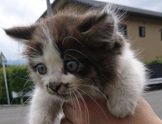 キョトンとした表情を浮かべる子猫