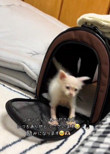 激しく動く猫