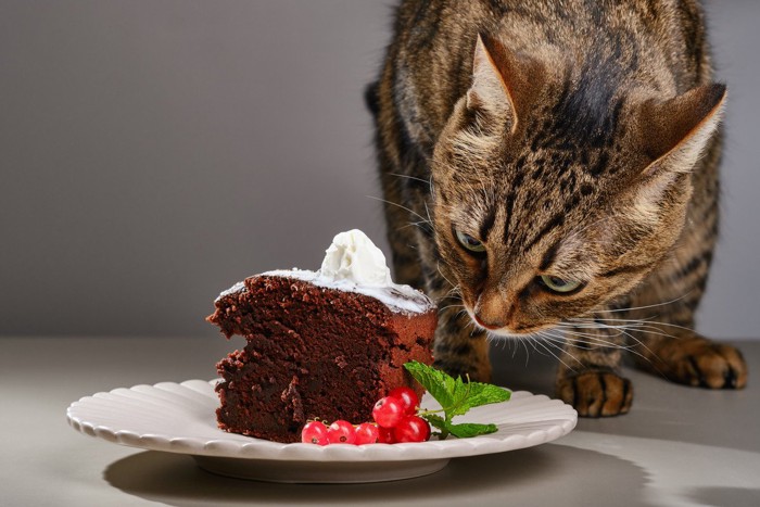 チョコレートケーキを狙う猫