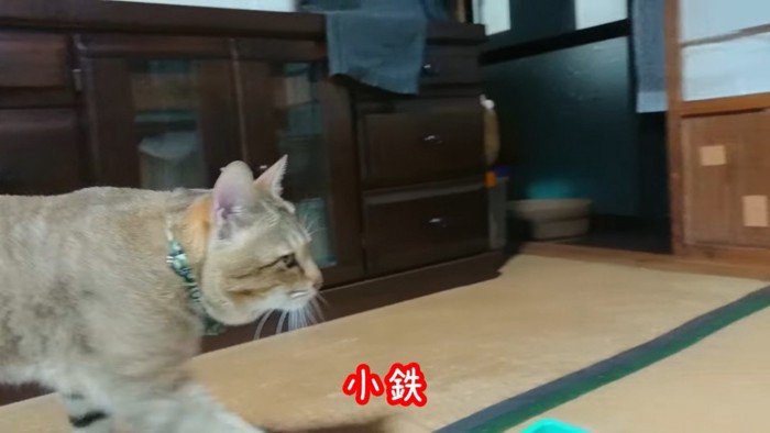 飼い主に呼ばれる猫