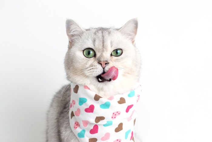 舌を出す猫