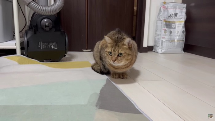 床に座る猫