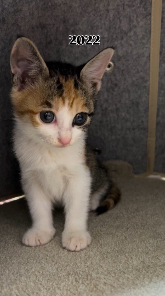 カメラから視線を外す子猫