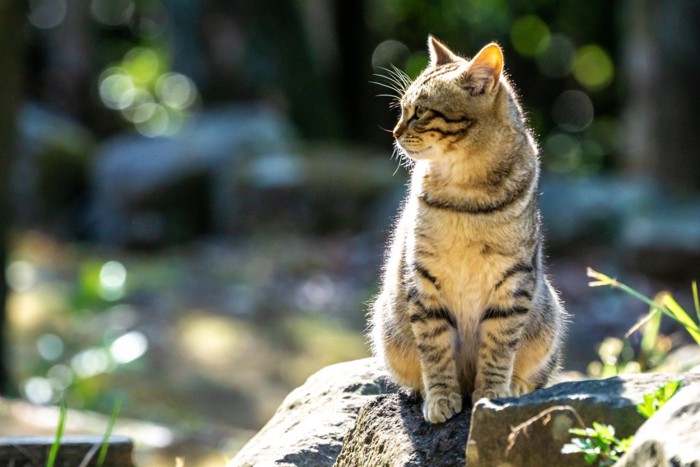 岩に座る猫