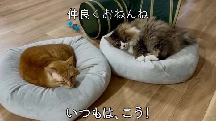 仲良く眠る茶トラ猫と長毛猫