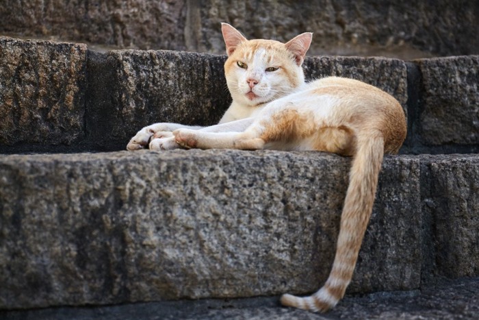 階段の上の猫