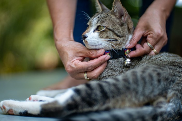 鈴のついた首輪を猫につける人の手