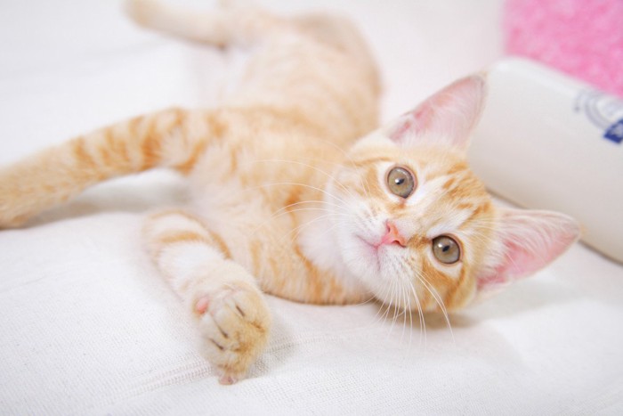 寝転ぶ子猫