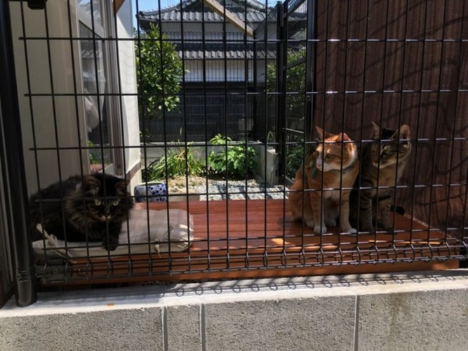 他の猫達とのこの距離間