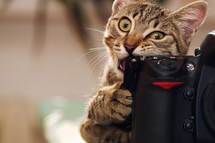カメラに噛みつく猫