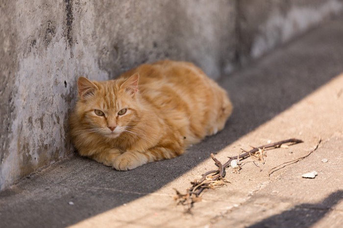 ぼーっとしている猫