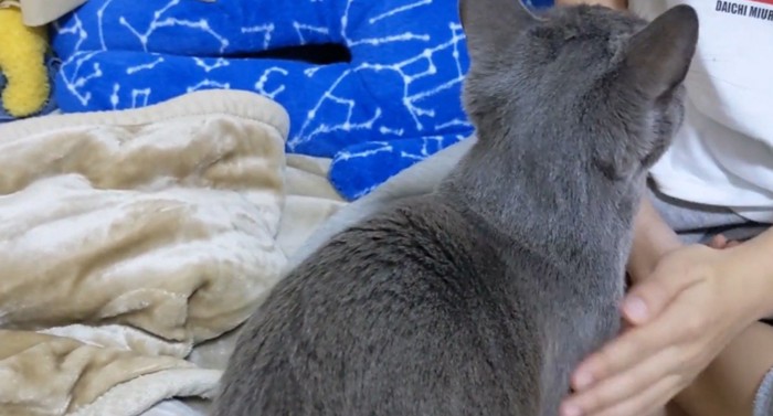 人と向き合って座る猫