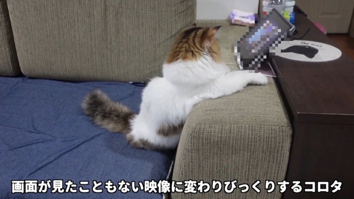 体が後ろに反れる猫