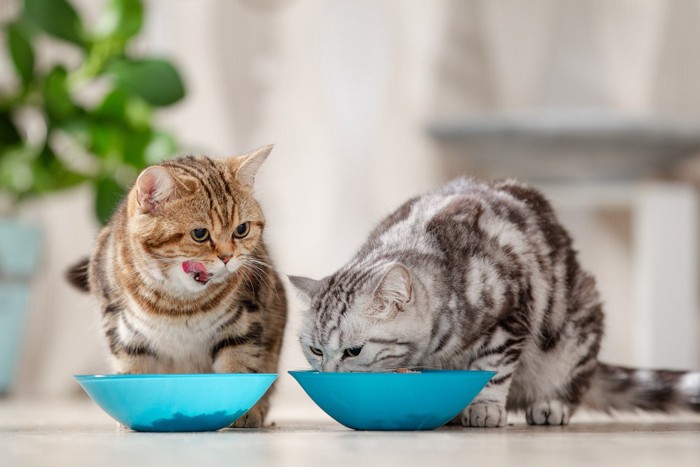 となりのお皿を見る猫