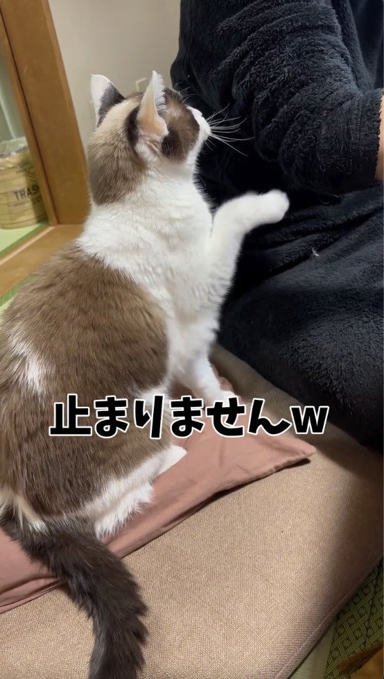 旦那さんの腕を叩き続ける猫