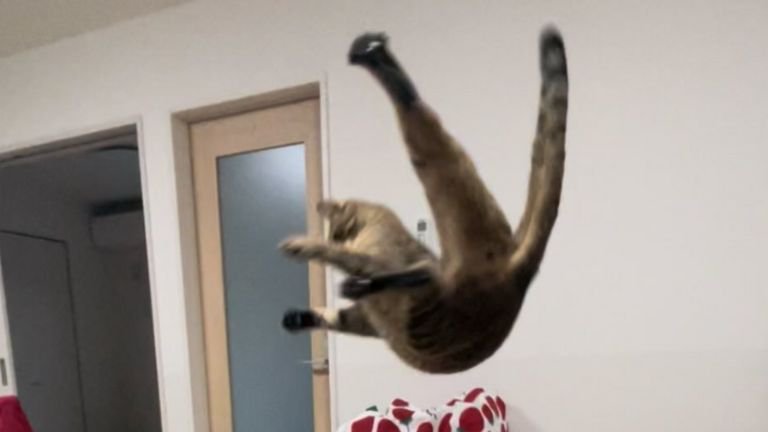 空中にいる猫