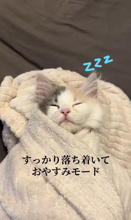 タオルで包まれて眠る子猫