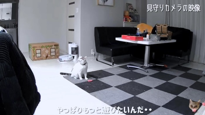 もっと遊びたい猫