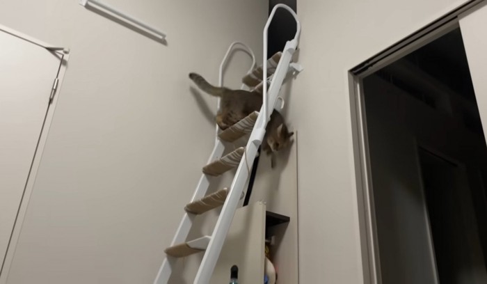 階段はしごを降りる猫