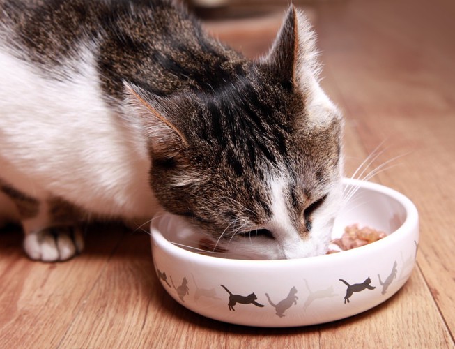 餌を食べる猫