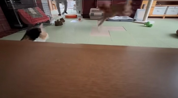 追いかける犬