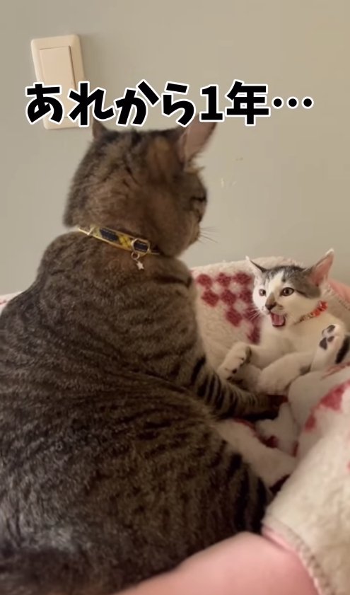 キジトラを見上げる口を開けたサバ白子猫
