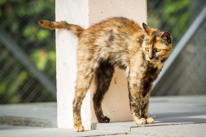 赤サビ猫