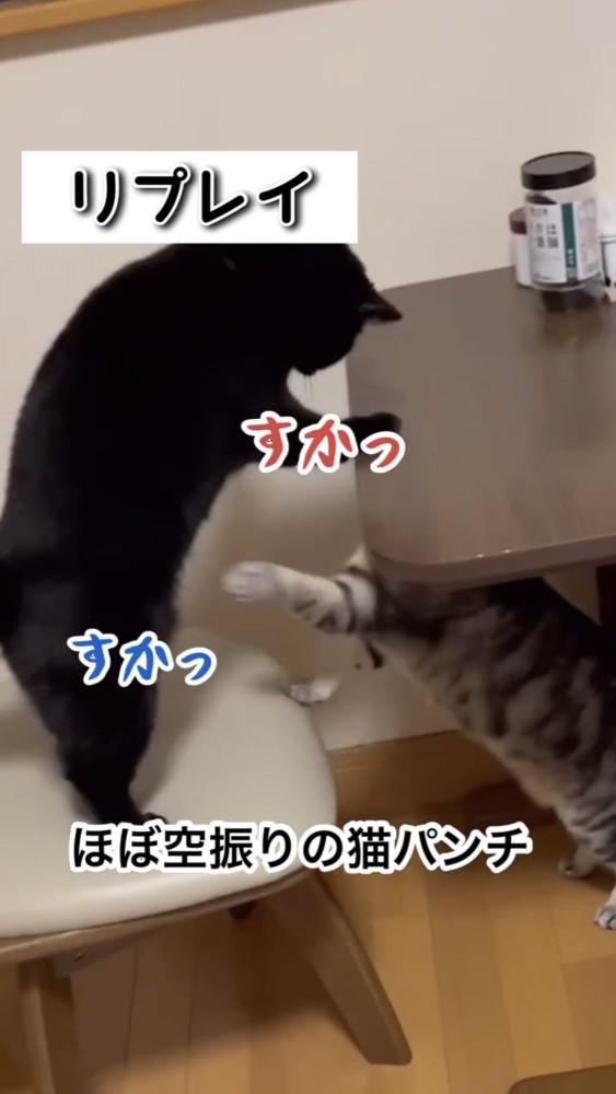 ケンカする猫