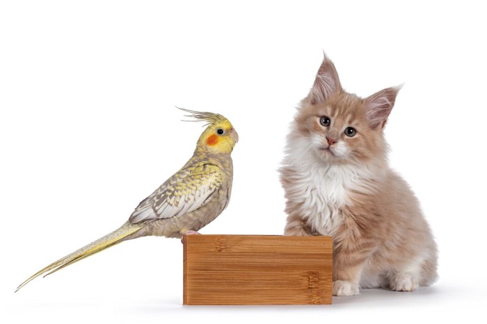 子猫とオカメインコ