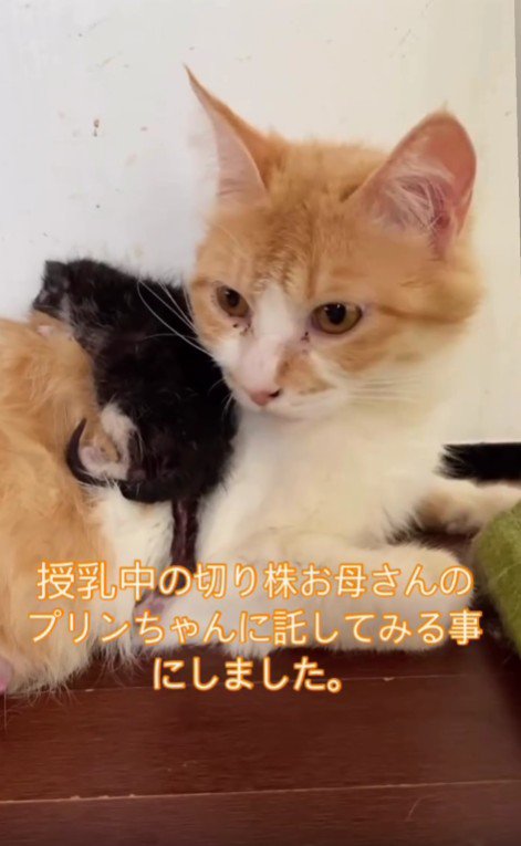 茶白猫の背にのった子猫