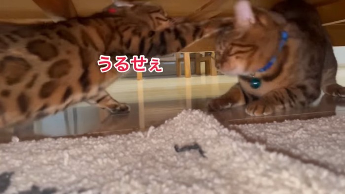 頭を叩かれる猫