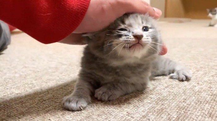 なでられている子猫
