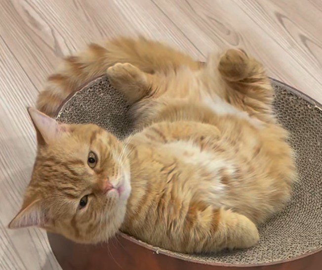 ペット用ベッドの上に寝転がる猫