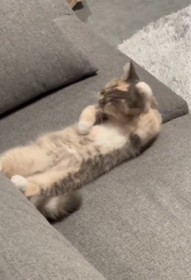 頭をこする猫