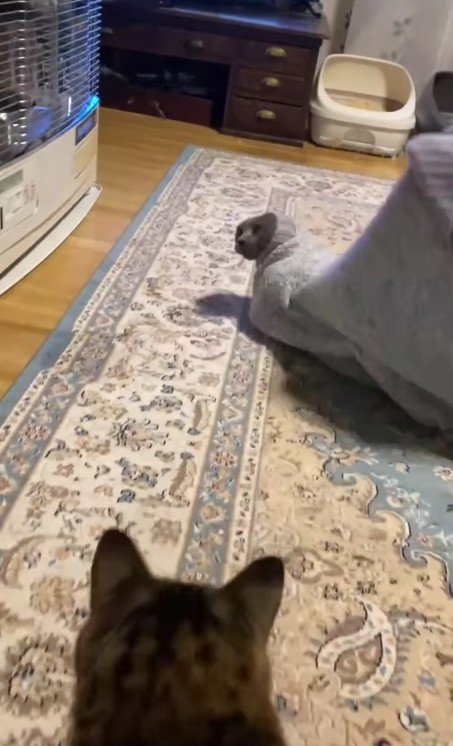 セーターに入った猫