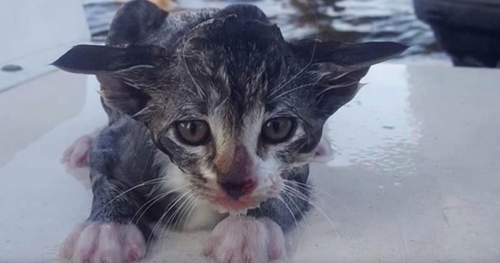 びしょ濡れの子猫