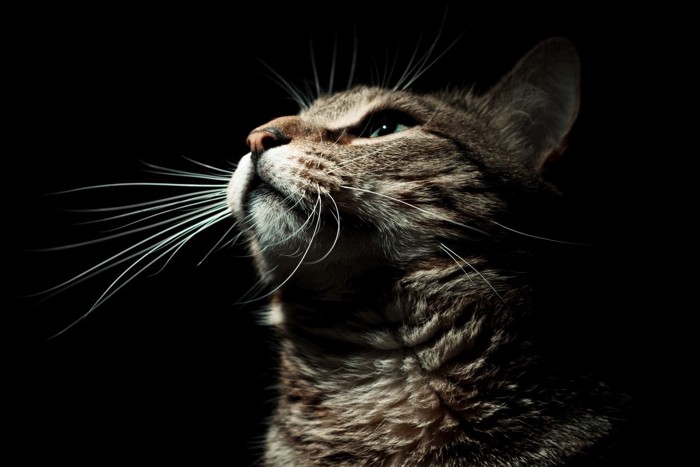 暗がりの猫の横顔